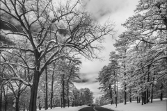 IR Snow Central Park