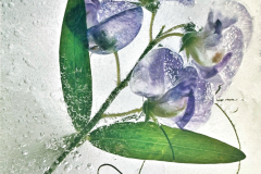 Frozen Sweet Pea