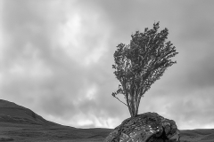 Tenacity