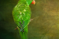 Green Parrot