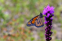 Monarch On A Flower
