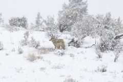 Lone Coyote