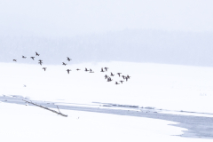 Winter In Yellowstone