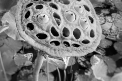 Lotus Eyes