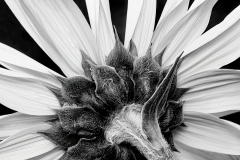 Sunflower From Behind