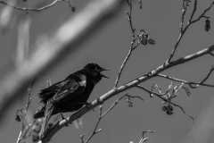 Red Winged Blackbird