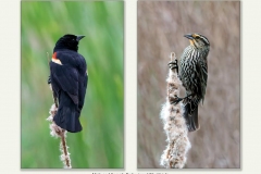 Male And Female Redwinged Blackbirds