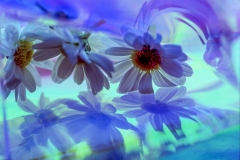Blue Flower Reflections