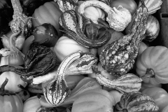 Gourd Fest