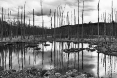 Black Creek Marsh