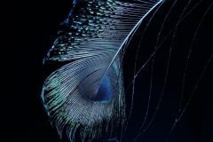 Peacock Feather