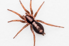 A Spider On The Wall