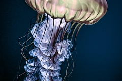 Pelagi Noctiliuca