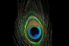 Peacock Feather
