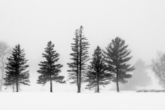 Winter Fog