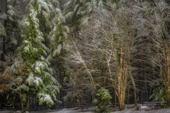 Winter Scene 1