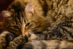 Oscar The Cat