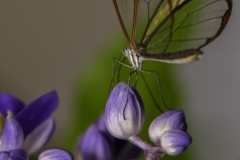 Glass Winged Butterfly