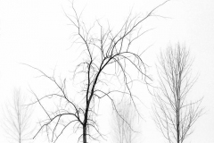 Winter Starkness