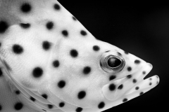 Panther Grouper