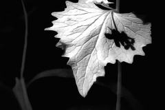 A Light in the Forest