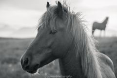 Icelandic Pony