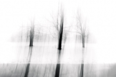 Three Trees