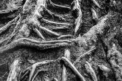 Tree Bones