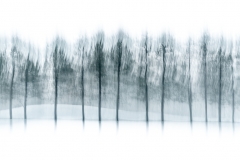 More Blurry Trees