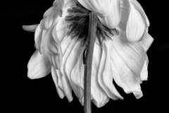 Single Daisy