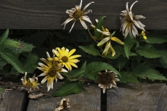 Daisies In Transition