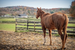 Perusing the Pasture