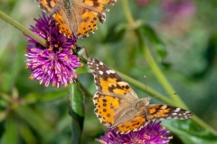 Painted Ladies