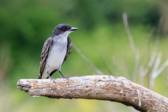 Eastern Kingbird