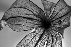 From Husk to Flower