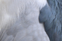 Feathers
