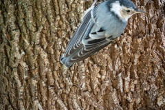 Nuthatch on Tree