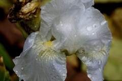 Nov Iris