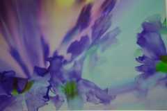 Flower Explosion