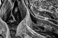 The Root of All Things
