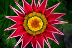 Power Flower