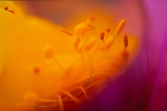 Yellow Into Violet