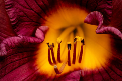 Day Lilly