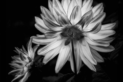 Monochrome Flora