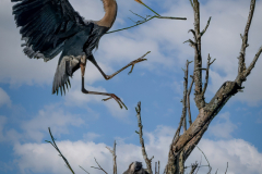 Nest Building Time