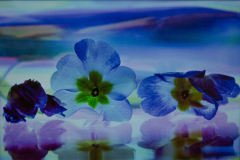 Row of Flowers