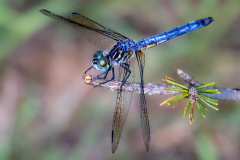 Blue Dasher Dragonfly