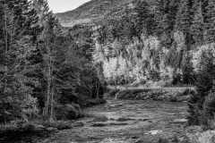 Whiteface