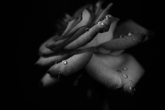 Dew Kissed Rose