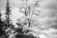 Autumn Dreams